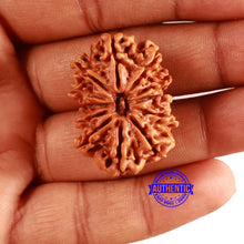 Load image into Gallery viewer, 12 Mukhi Nepalese Rudraksha - Bead No 336