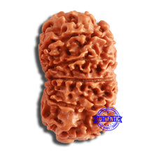 Load image into Gallery viewer, 12 Mukhi Nepalese Rudraksha - Bead No 336