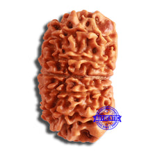 Load image into Gallery viewer, 12 Mukhi Nepalese Rudraksha - Bead No 336