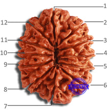 Load image into Gallery viewer, 12 Mukhi Nepalese Rudraksha - Bead No 337