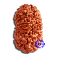 Load image into Gallery viewer, 12 Mukhi Nepalese Rudraksha - Bead No 337
