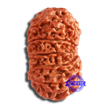 Load image into Gallery viewer, 12 Mukhi Nepalese Rudraksha - Bead No 337