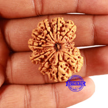 Load image into Gallery viewer, 12 Mukhi Nepalese Rudraksha - Bead No 338