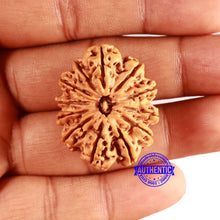 Load image into Gallery viewer, 12 Mukhi Nepalese Rudraksha - Bead No. 339
