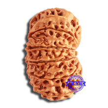 Load image into Gallery viewer, 12 Mukhi Nepalese Rudraksha - Bead No. 339