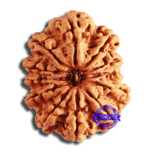 Load image into Gallery viewer, 12 Mukhi Nepalese Rudraksha - Bead No 340