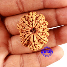 Load image into Gallery viewer, 12 Mukhi Nepalese Rudraksha - Bead No 340