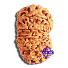 Load image into Gallery viewer, 12 Mukhi Nepalese Rudraksha - Bead No 340