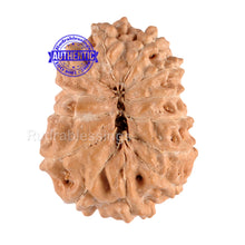Load image into Gallery viewer, 13 Mukhi Indonesian Rudraksha - Bead No. 55