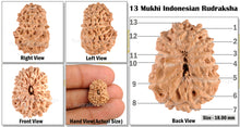 Load image into Gallery viewer, 13 Mukhi Indonesian Rudraksha - Bead No. 55