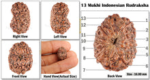 Load image into Gallery viewer, 13 Mukhi Indonesian Rudraksha - Bead No. 60