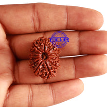Load image into Gallery viewer, 13 Mukhi Nepalese Rudraksha - Bead No. 188