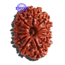 Load image into Gallery viewer, 13 Mukhi Nepalese Rudraksha - Bead No. 188