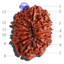 Load image into Gallery viewer, 13 Mukhi Nepalese Rudraksha - Bead No. 188
