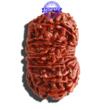 Load image into Gallery viewer, 13 Mukhi Nepalese Rudraksha - Bead No. 188