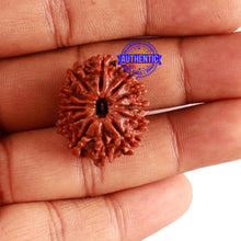 Load image into Gallery viewer, 13 Mukhi Nepalese Rudraksha - Bead No. 199