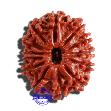 Load image into Gallery viewer, 13 Mukhi Nepalese Rudraksha - Bead No. 199