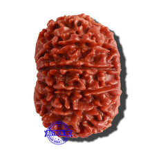 Load image into Gallery viewer, 13 Mukhi Nepalese Rudraksha - Bead No. 199