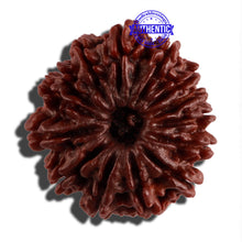 Load image into Gallery viewer, 14 Mukhi Nepalese Rudraksha - Bead No. 265