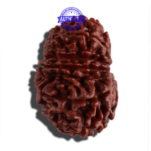 Load image into Gallery viewer, 14 Mukhi Nepalese Rudraksha - Bead No. 265