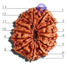 Load image into Gallery viewer, 13 Mukhi Nepalese Rudraksha - Bead No. 240