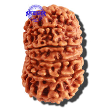 Load image into Gallery viewer, 13 Mukhi Nepalese Rudraksha - Bead No. 240