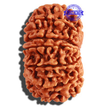Load image into Gallery viewer, 13 Mukhi Nepalese Rudraksha - Bead No. 240