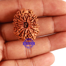 Load image into Gallery viewer, 13 Mukhi Nepalese Rudraksha - Bead No. 242