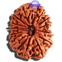 Load image into Gallery viewer, 13 Mukhi Nepalese Rudraksha - Bead No. 242