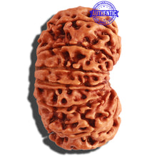 Load image into Gallery viewer, 13 Mukhi Nepalese Rudraksha - Bead No. 242