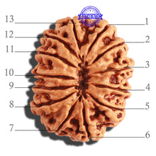 Load image into Gallery viewer, 13 Mukhi Nepalese Rudraksha - Bead No. 243