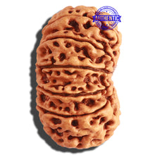 Load image into Gallery viewer, 13 Mukhi Nepalese Rudraksha - Bead No. 243