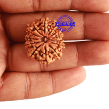 Load image into Gallery viewer, 13 Mukhi Nepalese Rudraksha - Bead No. 244
