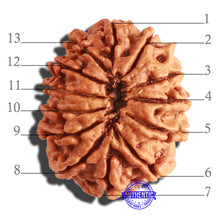 Load image into Gallery viewer, 13 Mukhi Nepalese Rudraksha - Bead No. 244