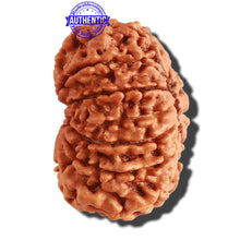 Load image into Gallery viewer, 13 Mukhi Nepalese Rudraksha - Bead No. 244