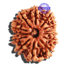 Load image into Gallery viewer, 13 Mukhi Nepalese Rudraksha - Bead No. 245