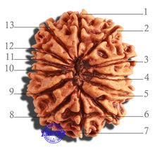Load image into Gallery viewer, 13 Mukhi Nepalese Rudraksha - Bead No. 245