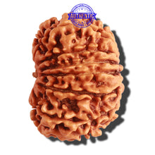 Load image into Gallery viewer, 13 Mukhi Nepalese Rudraksha - Bead No. 245