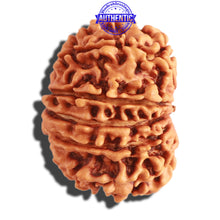 Load image into Gallery viewer, 13 Mukhi Nepalese Rudraksha - Bead No. 245