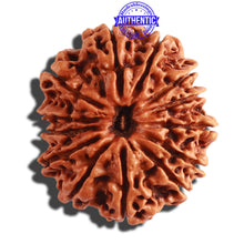 Load image into Gallery viewer, 13 Mukhi Nepalese Rudraksha - Bead No. 249