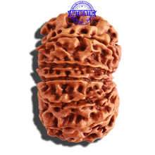 Load image into Gallery viewer, 13 Mukhi Nepalese Rudraksha - Bead No. 249