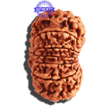 Load image into Gallery viewer, 13 Mukhi Nepalese Rudraksha - Bead No. 250