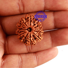 Load image into Gallery viewer, 13 Mukhi Nepalese Rudraksha - Bead No. 251