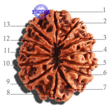 Load image into Gallery viewer, 13 Mukhi Nepalese Rudraksha - Bead No. 251
