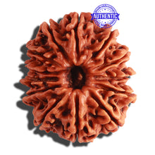 Load image into Gallery viewer, 13 Mukhi Nepalese Rudraksha - Bead No. 253