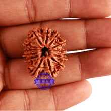 Load image into Gallery viewer, 13 Mukhi Nepalese Rudraksha - Bead No. 254