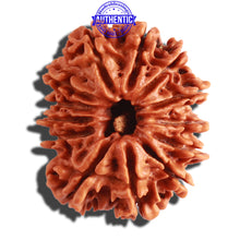 Load image into Gallery viewer, 13 Mukhi Nepalese Rudraksha - Bead No. 254
