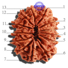 Load image into Gallery viewer, 13 Mukhi Nepalese Rudraksha - Bead No. 254