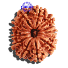 Load image into Gallery viewer, 13 Mukhi Nepalese Rudraksha - Bead No. 256