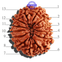Load image into Gallery viewer, 13 Mukhi Nepalese Rudraksha - Bead No. 256